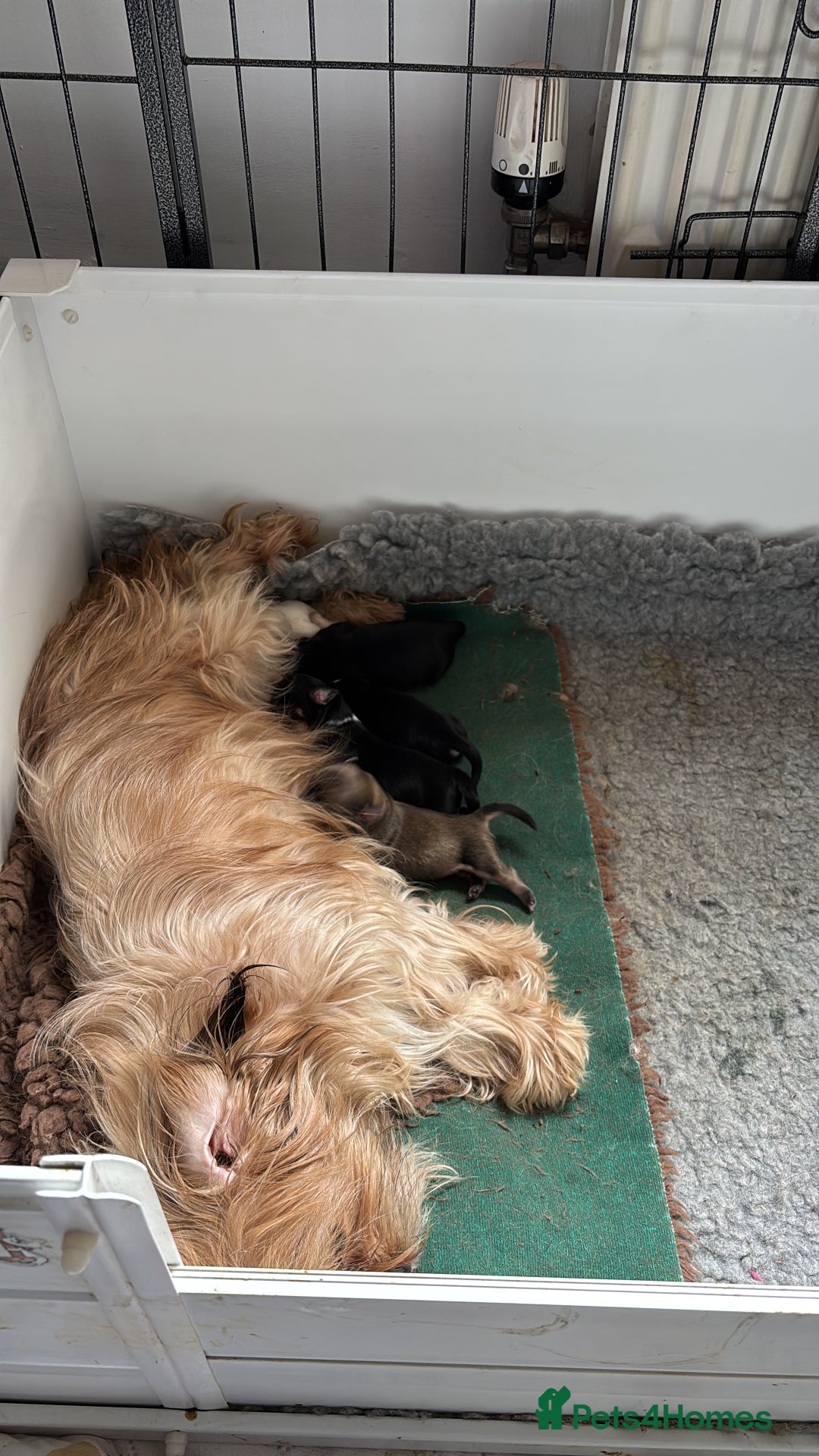 Mixed Breed dogs for sale: Fluffy Lhasa X Puppies – Family Raised! - Image 16