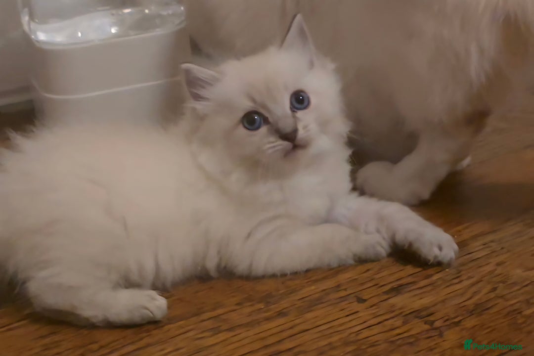 Ragdoll cats for sale: 🤍 Pure Ragdoll Blue Point & Blue Lynx Kittens - Image 4