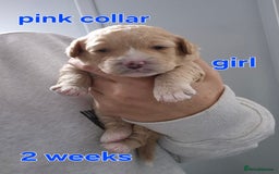 Cavapoochon dogs for sale: Litter of cavapoochons - Image 11