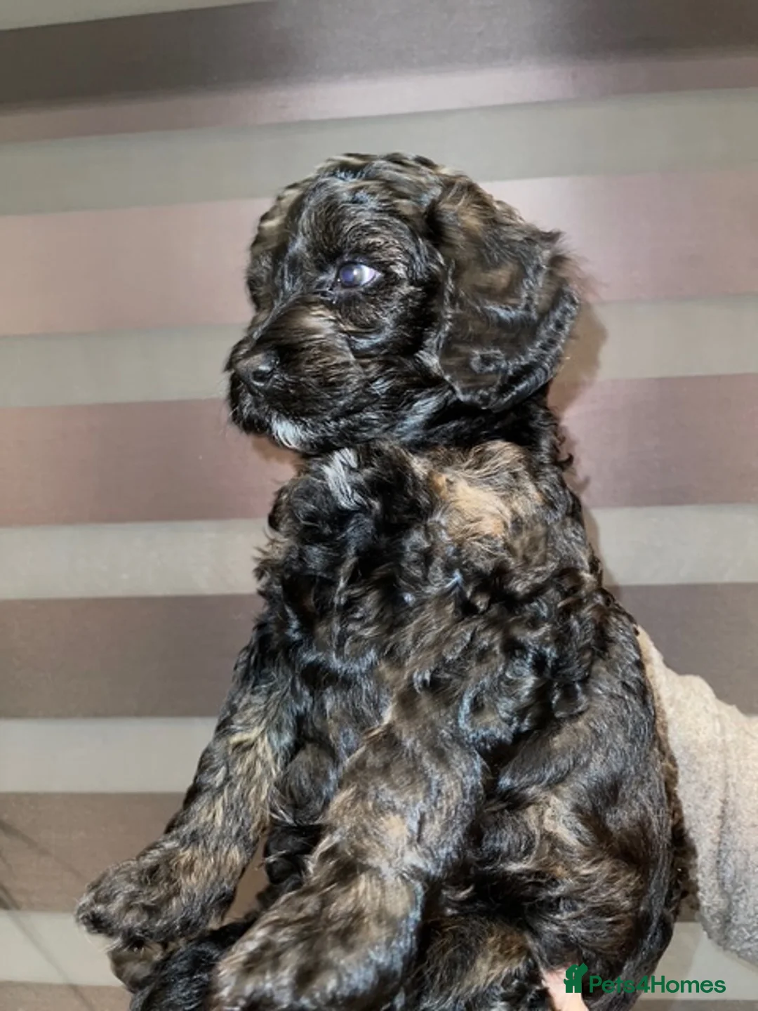 Cockapoo dogs for sale: For sale cockapoos - Advert 4