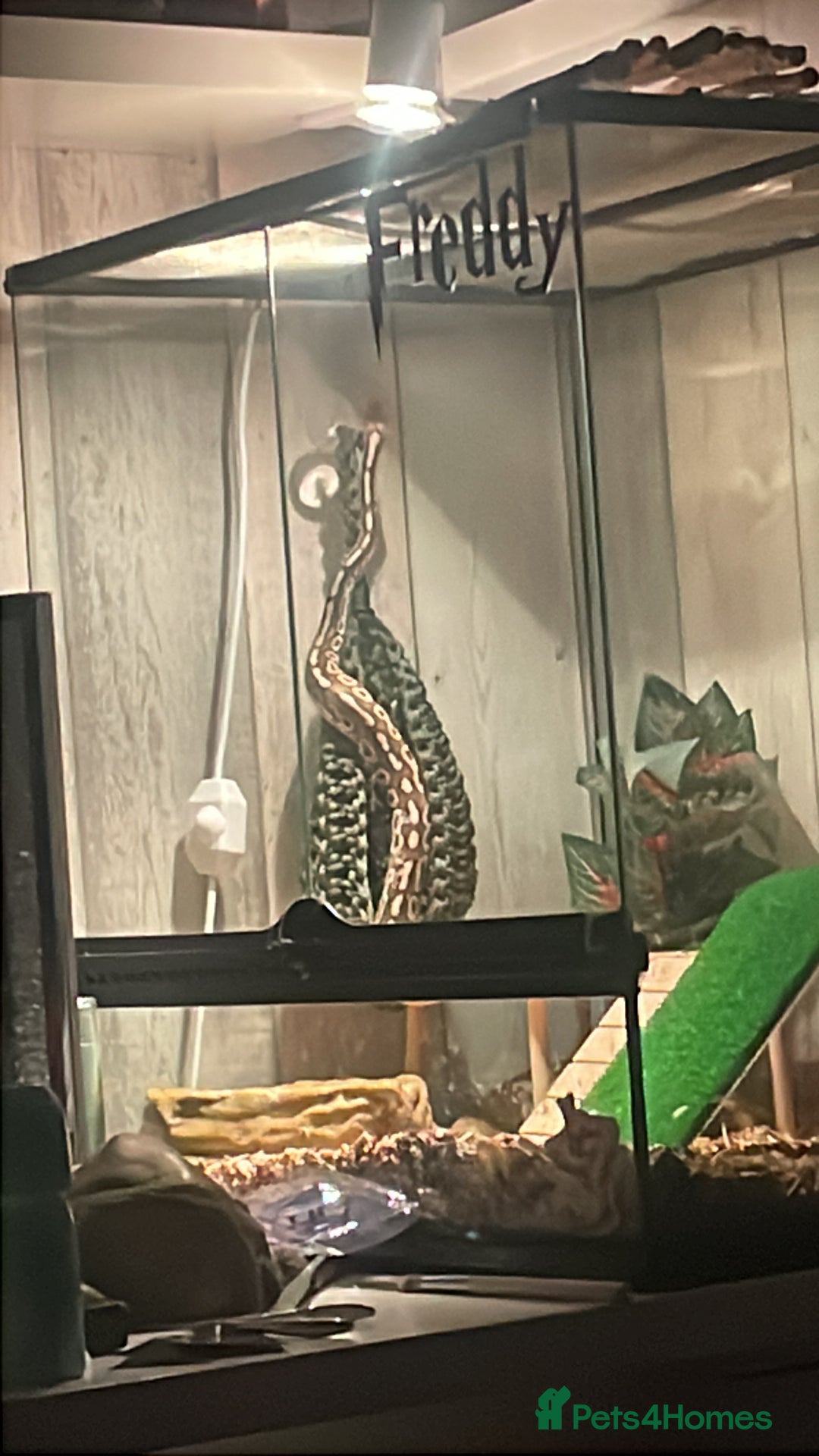 Python Snake reptiles for sale: 1yr old Royal phython -Freddy - Image 3