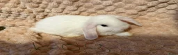 Mixed Breed rabbits for sale: Mini lop/lion lop bunnies - Advert 6