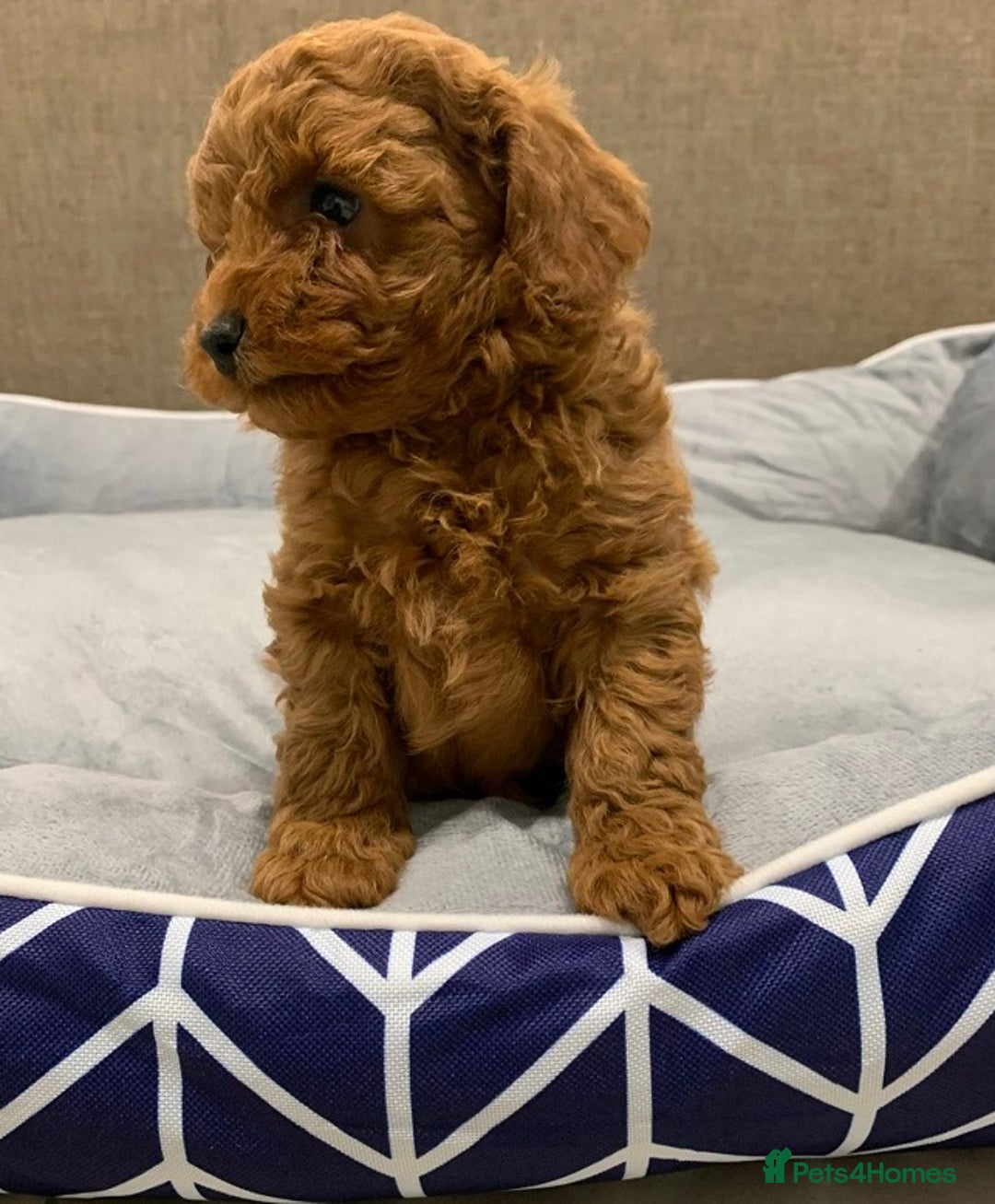 Cavapoo dogs for sale: Beautiful, mini Cavapoo Puppies - Image 5