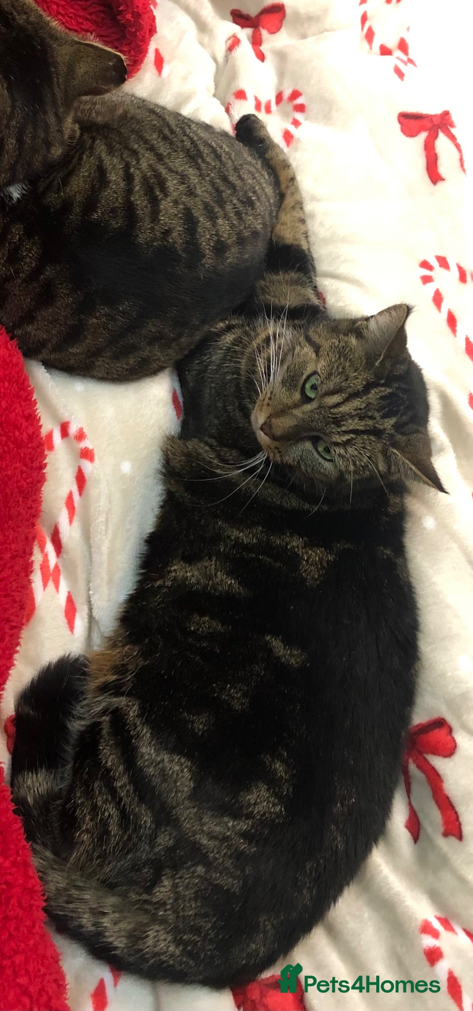 Mixed Breed cats Female cat Tammie  - Advert 2