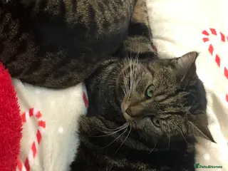 Mixed Breed cats Female cat Tammie - Advert 1