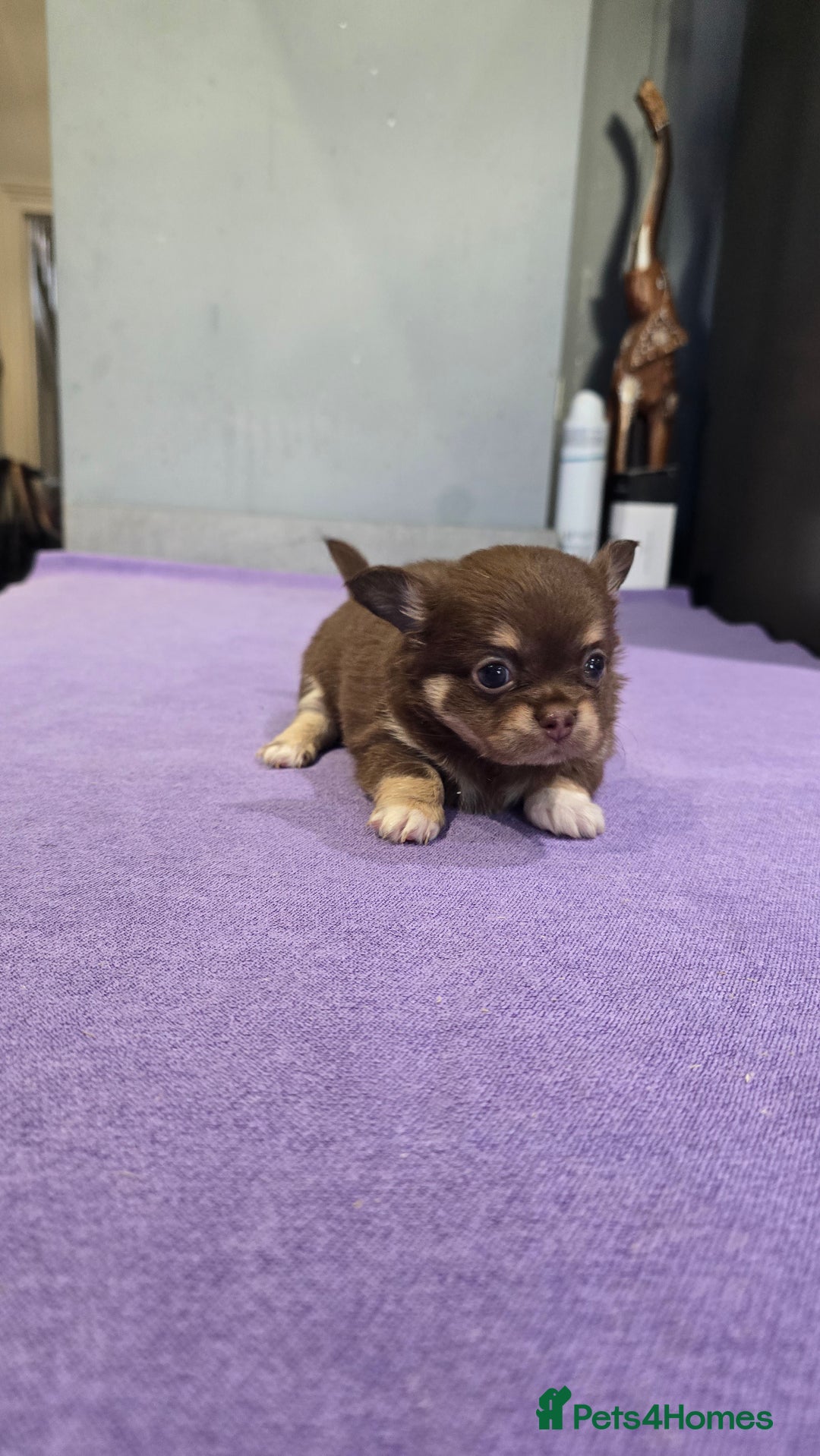 Chihuahua dogs for sale: Chihuahua puppies Russian ancestry with perfect bo - Advert 10