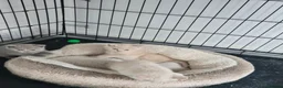 British Shorthair cats for sale: Stunning litter of pure BSH babies - Advert 6