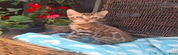 Bengal cats for sale: Stunning Bengal Kittens  - Advert 14