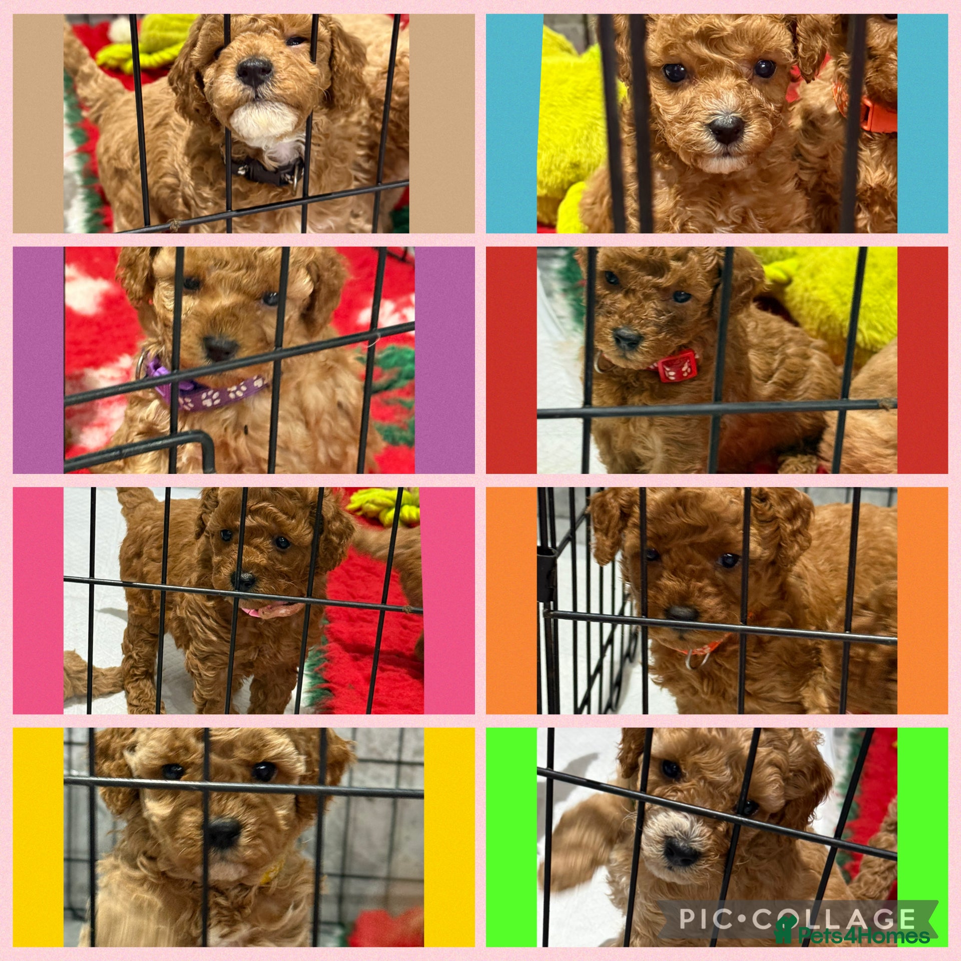 Cavapoo dogs 8 x cavapoo F1B puppies  - Advert 5