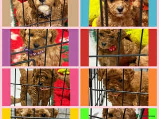 Cavapoo dogs 8 x cavapoo F1B puppies - Advert 14