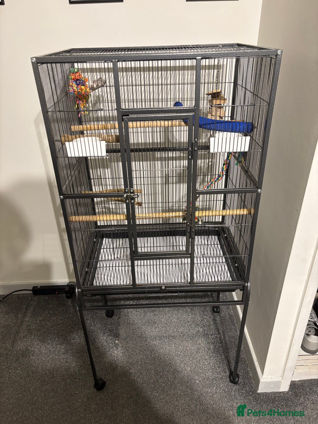 Cockatiels birds for sale: Super Tame White Face Cockatiel - 18 months  - Advert 5