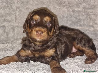 Cockapoo dogs Cockapoos F1 DNA Health tested patents - Advert 11