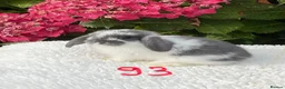Mini Lop rabbits for sale: Pure bred mini lops baby rabbits . - Advert 17