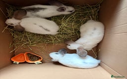 Mixed Breed rabbits for sale: Mini lop cross French lop baby rabbits.  - Image 4