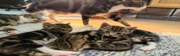 Mixed Breed cats for sale: 4 Tabby Cats for sale in London - Advert 6