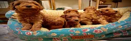 Cockapoo dogs for sale: Gorgeous litter of F1B Cockapoo puppies in Bristol - Advert 3