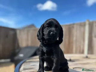 Cocker Spaniel dogs Black Cocker Spaniel Puppies - Advert 1