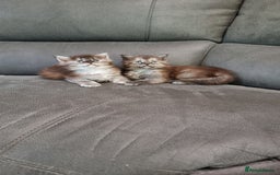 Maine Coon cats for sale: Pedigree Maine Coon Kittens for sale  - Image 26