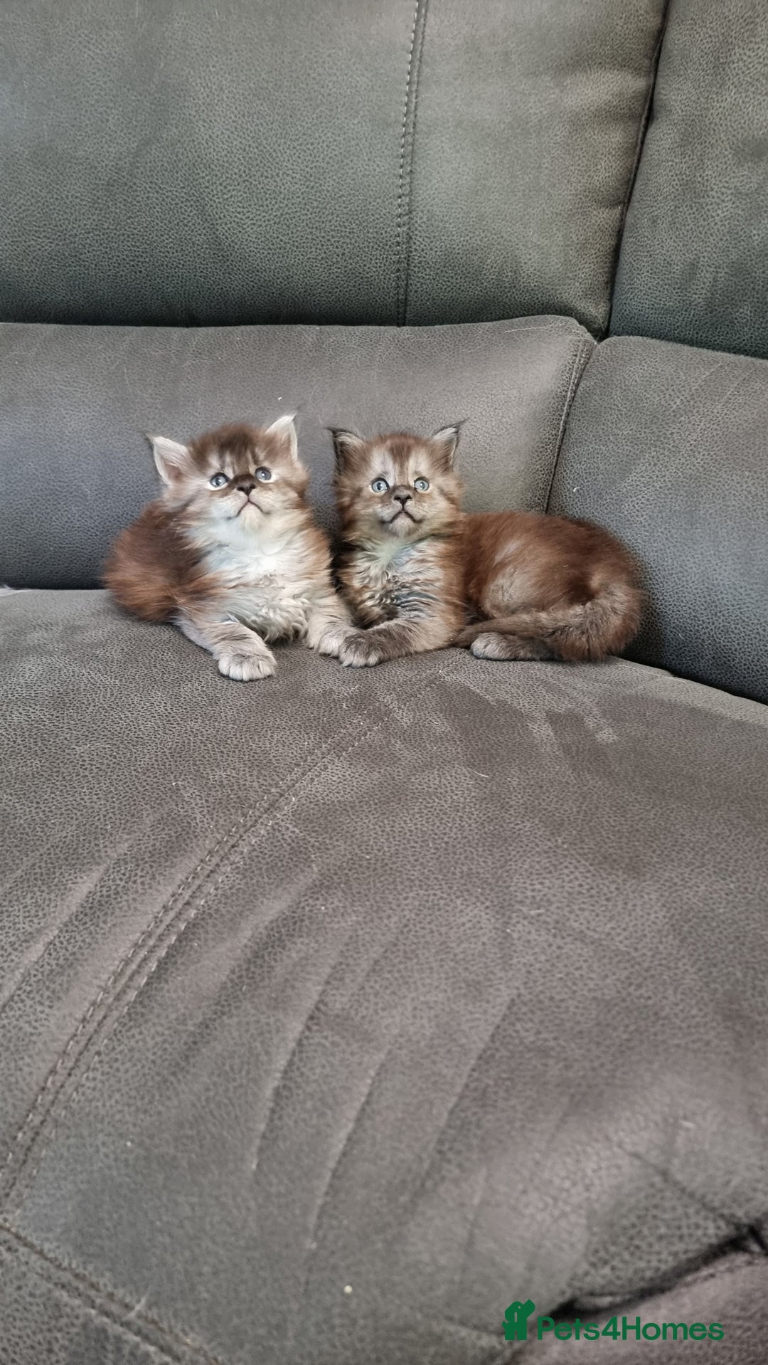 Maine Coon cats for sale: Pedigree Maine Coon Kittens for sale  - Image 26