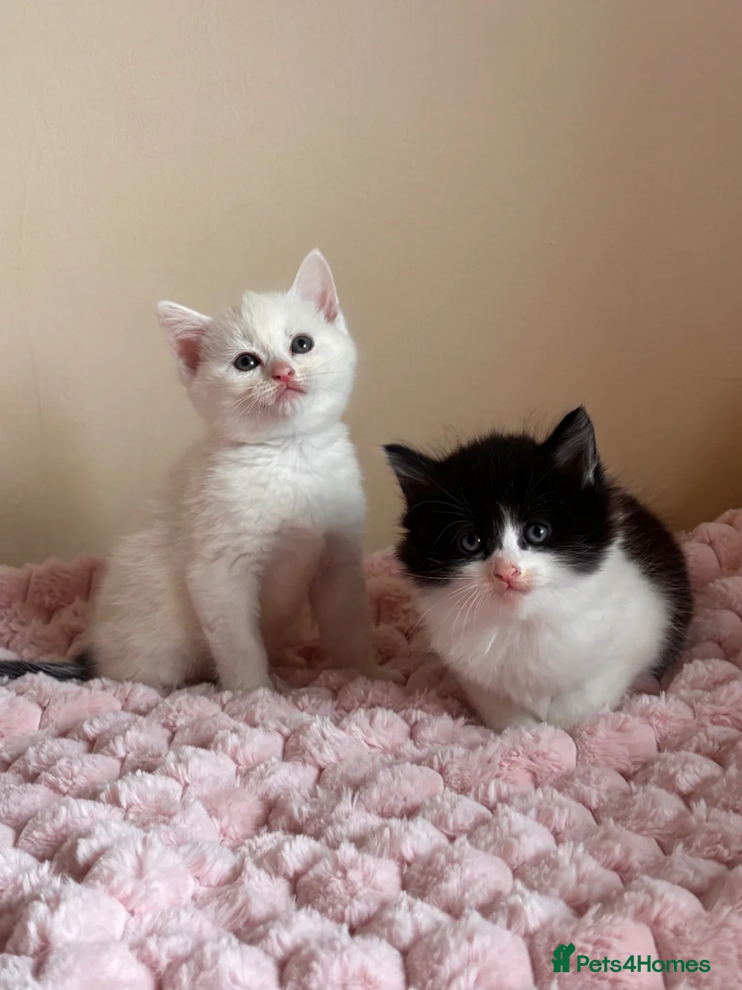 Mixed Breed cats for sale: Maine coon cross kittens  - Advert 2