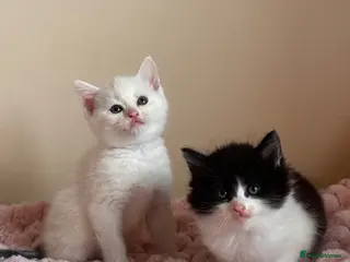 Mixed Breed cats Maine coon cross kittens - Advert 1