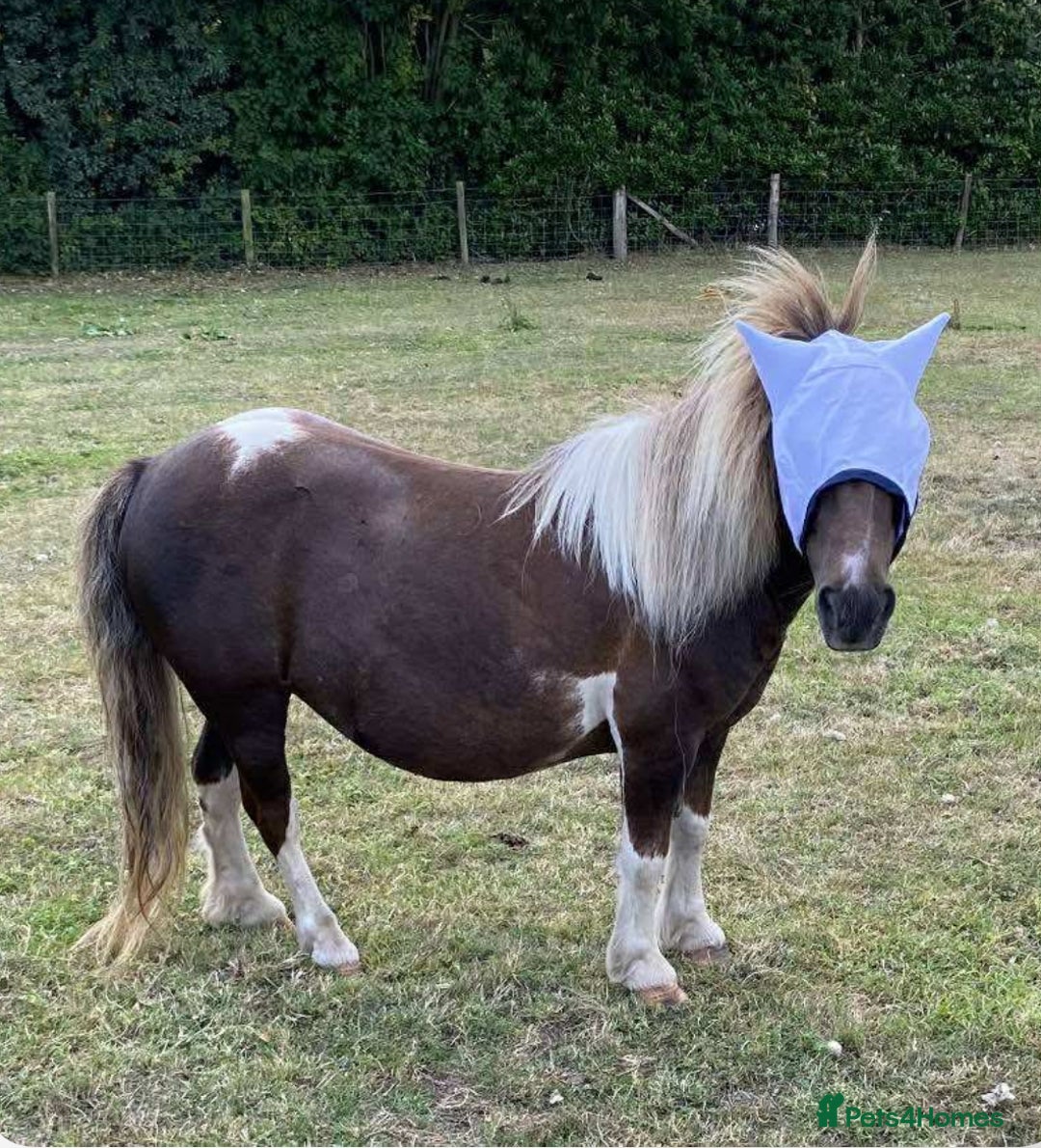 Shetland pony horses for sale: Princess  - Advert 1