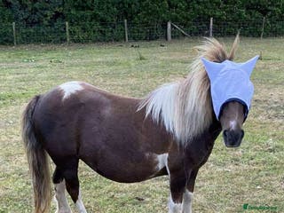 Shetland pony horses Princess - Advert 5