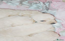 Miniature Poodle dogs for sale: Miniature poodle  - Image 2