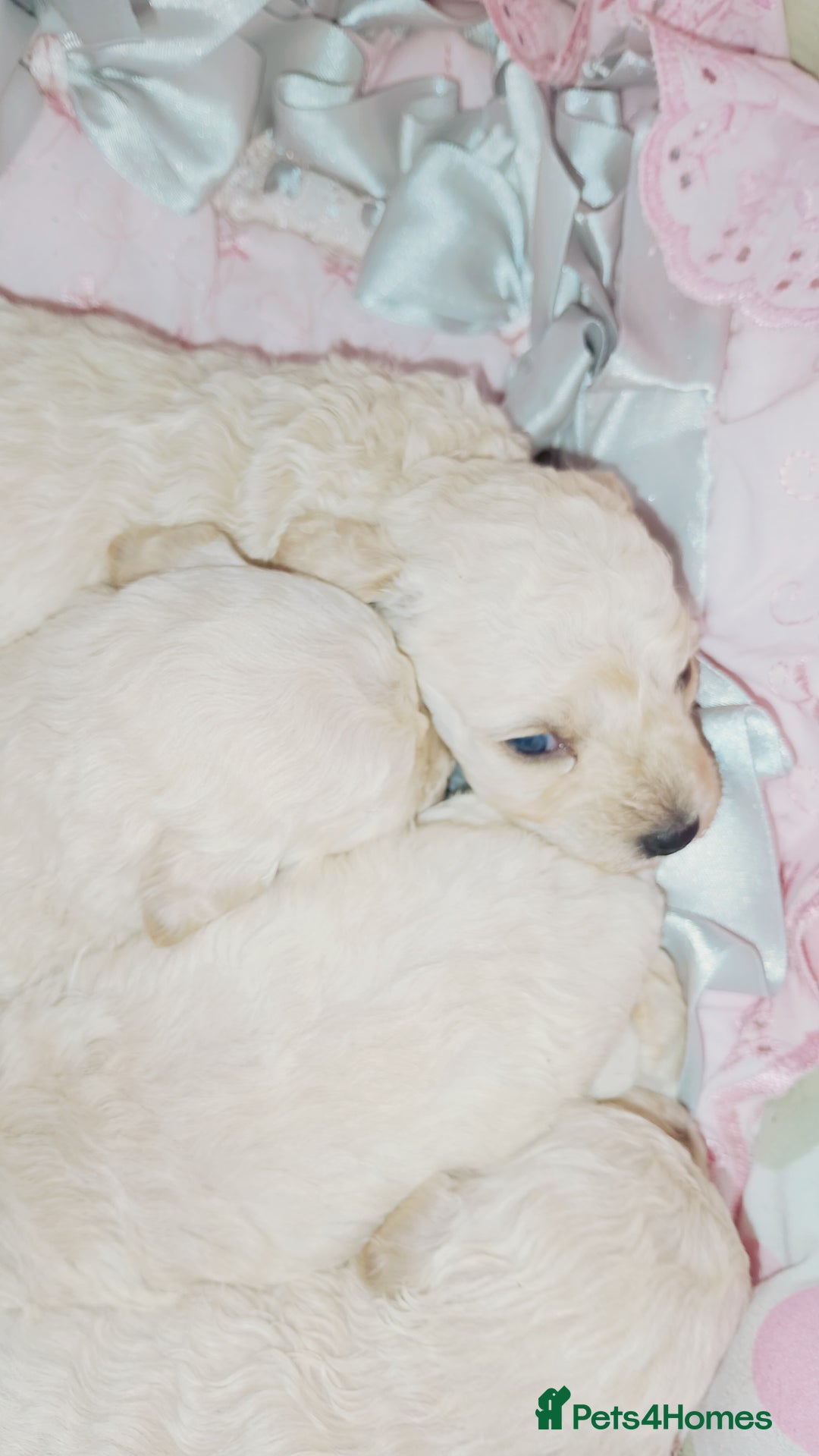 Miniature Poodle dogs for sale: Miniature poodle  - Image 2