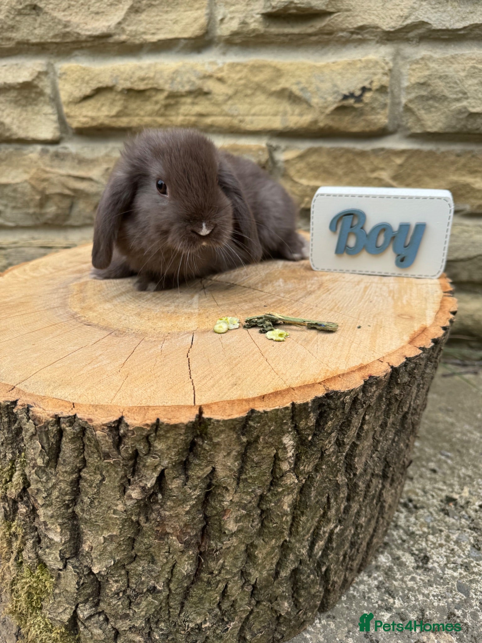 Mini Lop rabbits Last chocolate mini lop baby - RTL 17 July - Advert 9