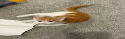 Mixed Breed cats for sale: Beautiful white and ginger male kitten - Advert 2