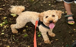 Miniature Poodle dogs for sale: Stunning Apricot and Red Miniature Poodle Puppies - Image 5