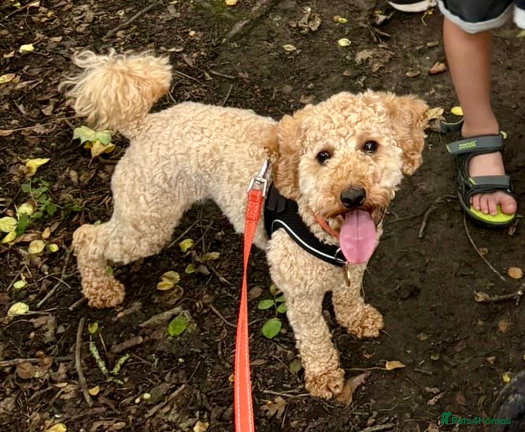 Miniature Poodle dogs for sale: Stunning Apricot and Red Miniature Poodle Puppies - Image 5