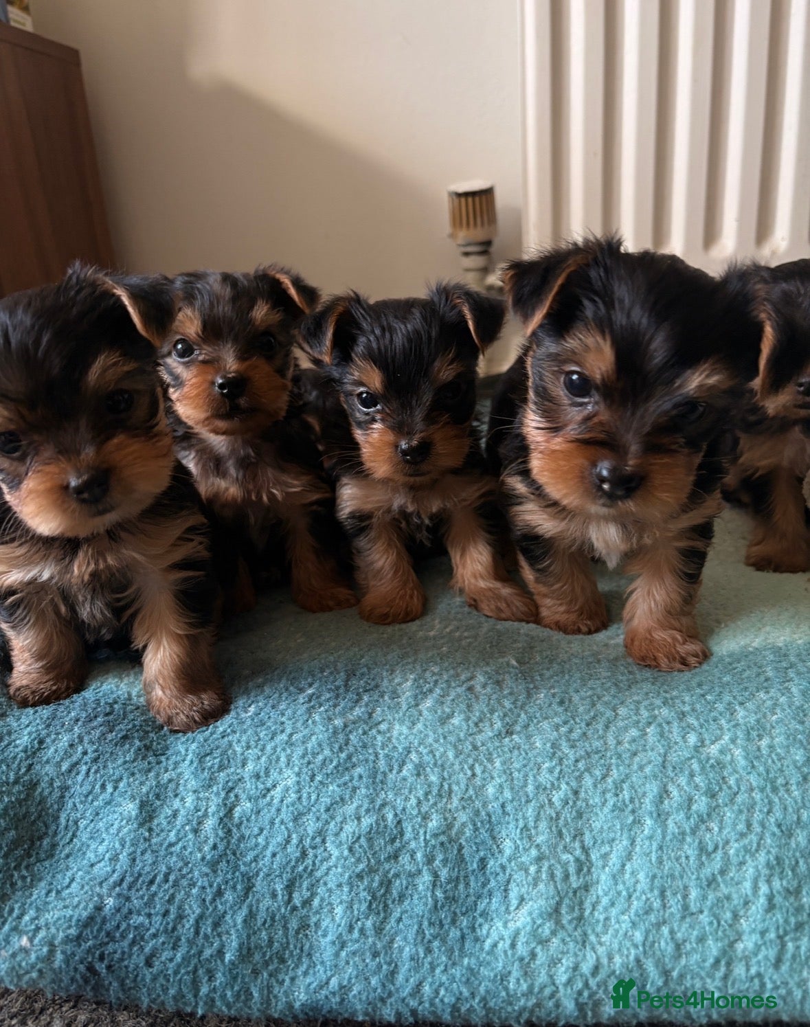 Yorkshire Terrier dogs Adorable yorkshire terrier puppies - Advert 8