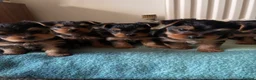 Yorkshire Terrier dogs for sale: Adorable yorkshire terrier puppies in Boston - Advert 1
