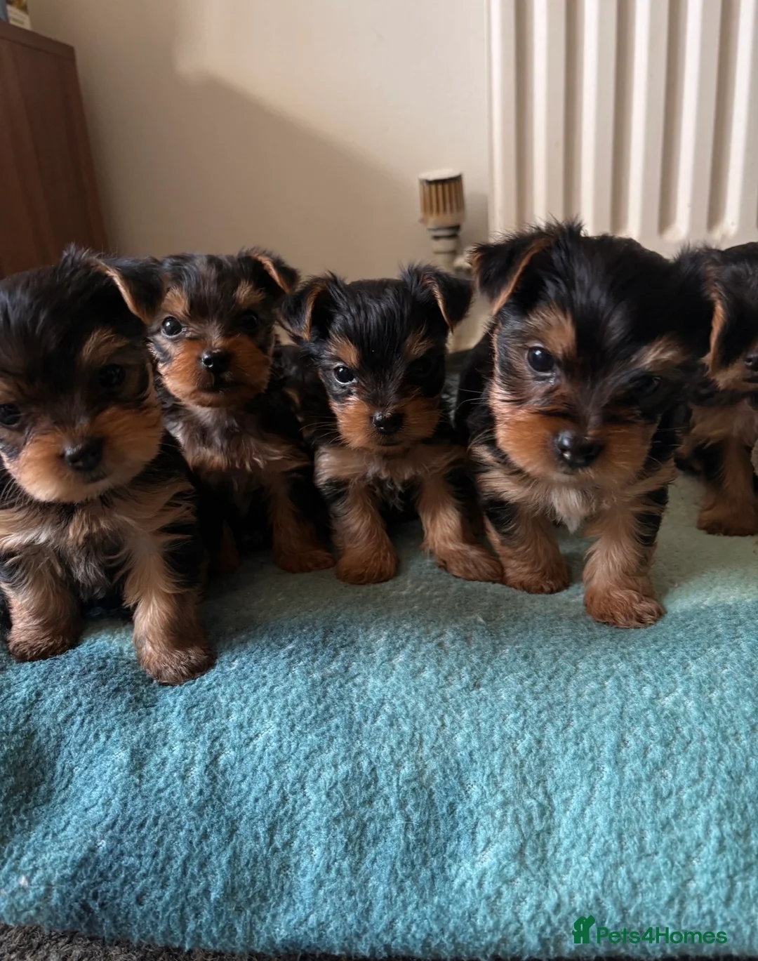 Yorkshire Terrier dogs for sale: Adorable yorkshire terrier puppies in Boston - Advert 1