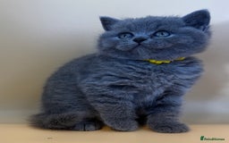 British Shorthair cats for sale: Gorgeous little bundles of joy!  - Advert 4