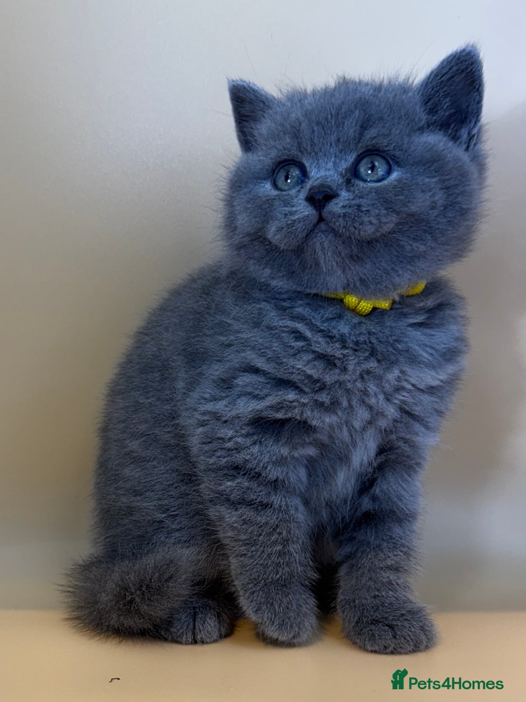 British Shorthair cats for sale: Gorgeous little bundles of joy!  - Advert 4