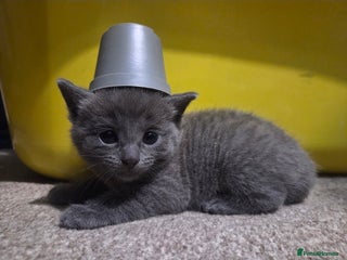 Mixed Breed cats Beautiful Kittens Looking for Loving Homes - Advert 8