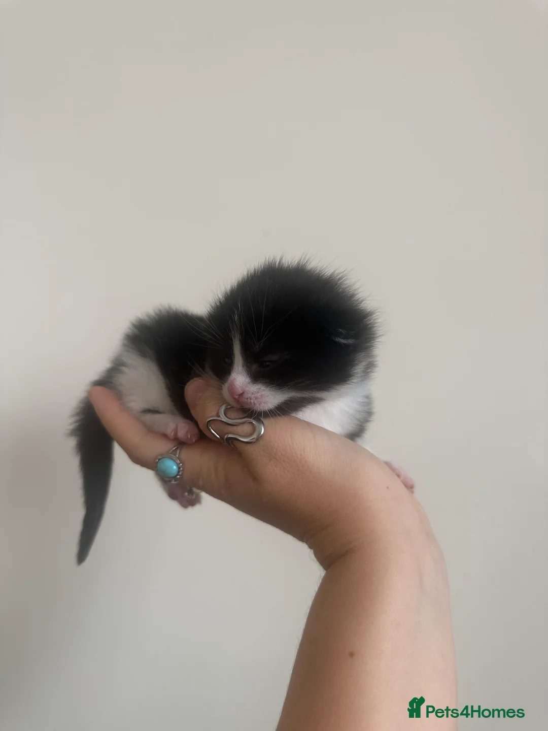 Mixed Breed cats for sale: Stunning Kittens - Advert 27