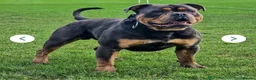 Olde English Bulldogge dogs for sale: Lenny in Doncaster - Advert 2