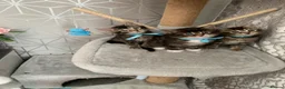 Mixed Breed cats for sale: Beautiful kittens looking for loving home. - Advert 11