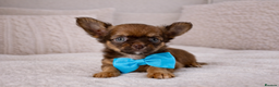 Chihuahua dogs for sale: ✨ Exceptional Chihuahua Puppies Forever 🏡 Only💖 - Advert 8