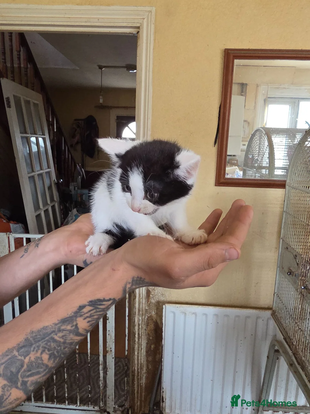 Mixed Breed cats for sale: Kittens for sale  - Advert 5