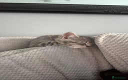 Mixed Breed cats for sale: Grey kittens  - Image 14