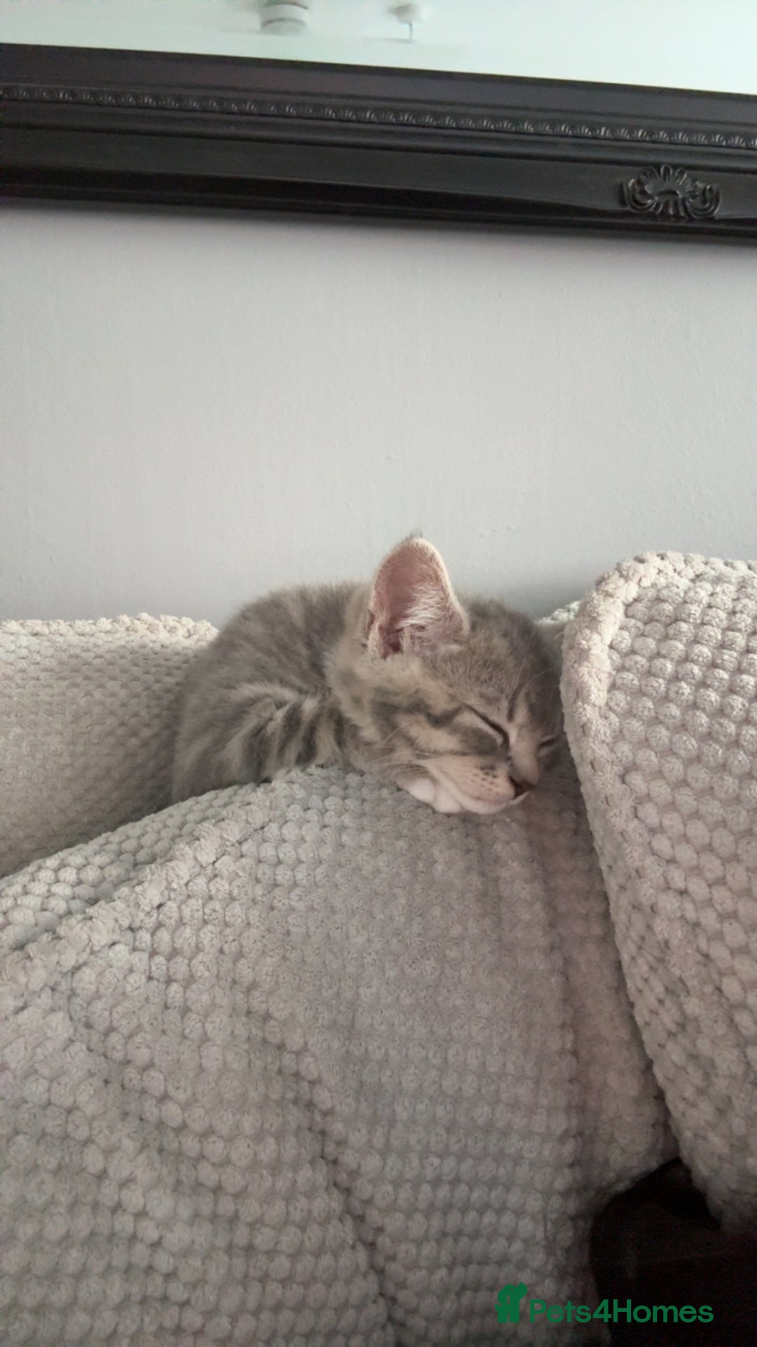 Mixed Breed cats for sale: Grey kittens  - Image 14