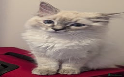 Ragdoll cats for sale: Beautiful blue lynx girlie.  - Image 16