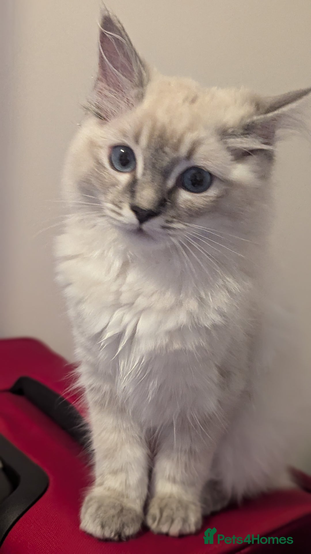 Ragdoll cats for sale: Beautiful blue lynx girlie.  - Image 16