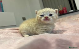 Brazilian Shorthair cats for sale: Pedigree British Shorthair Kittens Golden & Lilac - Image 27