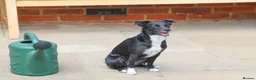 Mixed Breed dogs for adoption: Very friendly Remy - Advert 21